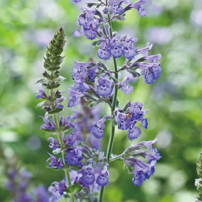 Aromatics International Catnip Hydrosol 100ml | Herbal Aromatic Mist for Daily Use