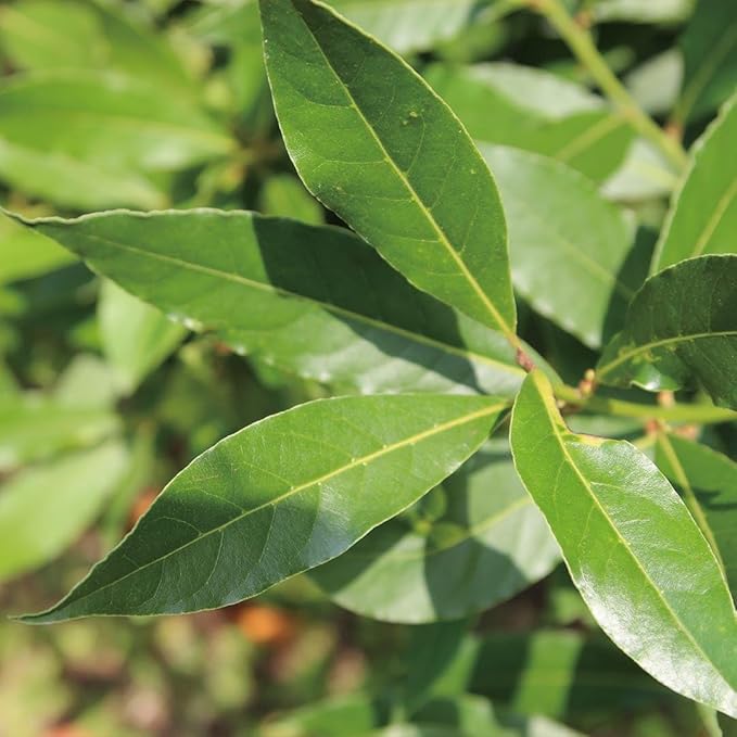 Aromatics International Bay Laurel Hydrosol 100ml | Herbal Aromatic Mist for Spaces